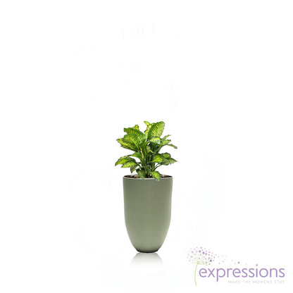 Dieffenbachia tropic snow