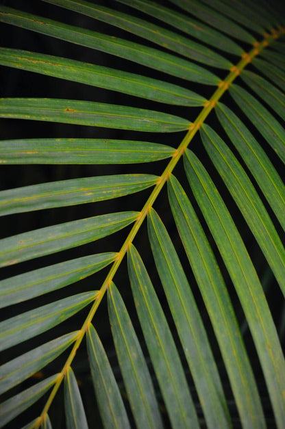 Areca Chrysalidocarpus Plam