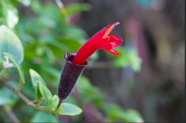 Aeschynanthus, Lipstick plant Or Mona Lisa
