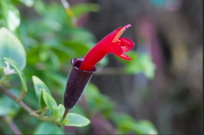 Aeschynanthus, Lipstick plant Or Mona Lisa