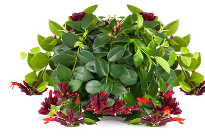 Aeschynanthus, Lipstick plant Or Mona Lisa