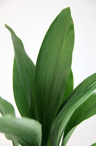 Aspidistra Elatior