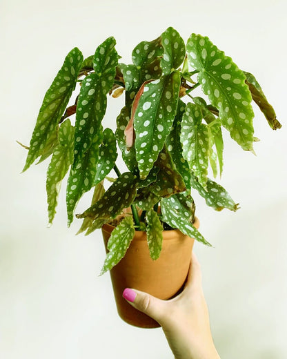 Begonia maculata - Polka Dot begonia