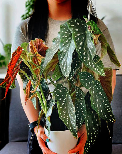 Begonia maculata - Polka Dot begonia