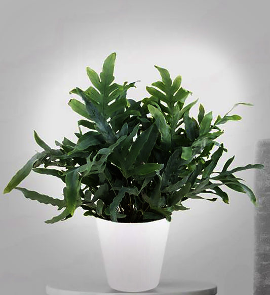Phlebodium aureum - Blue Star Fern