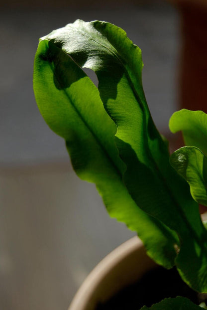 Phlebodium aureum - Blue Star Fern