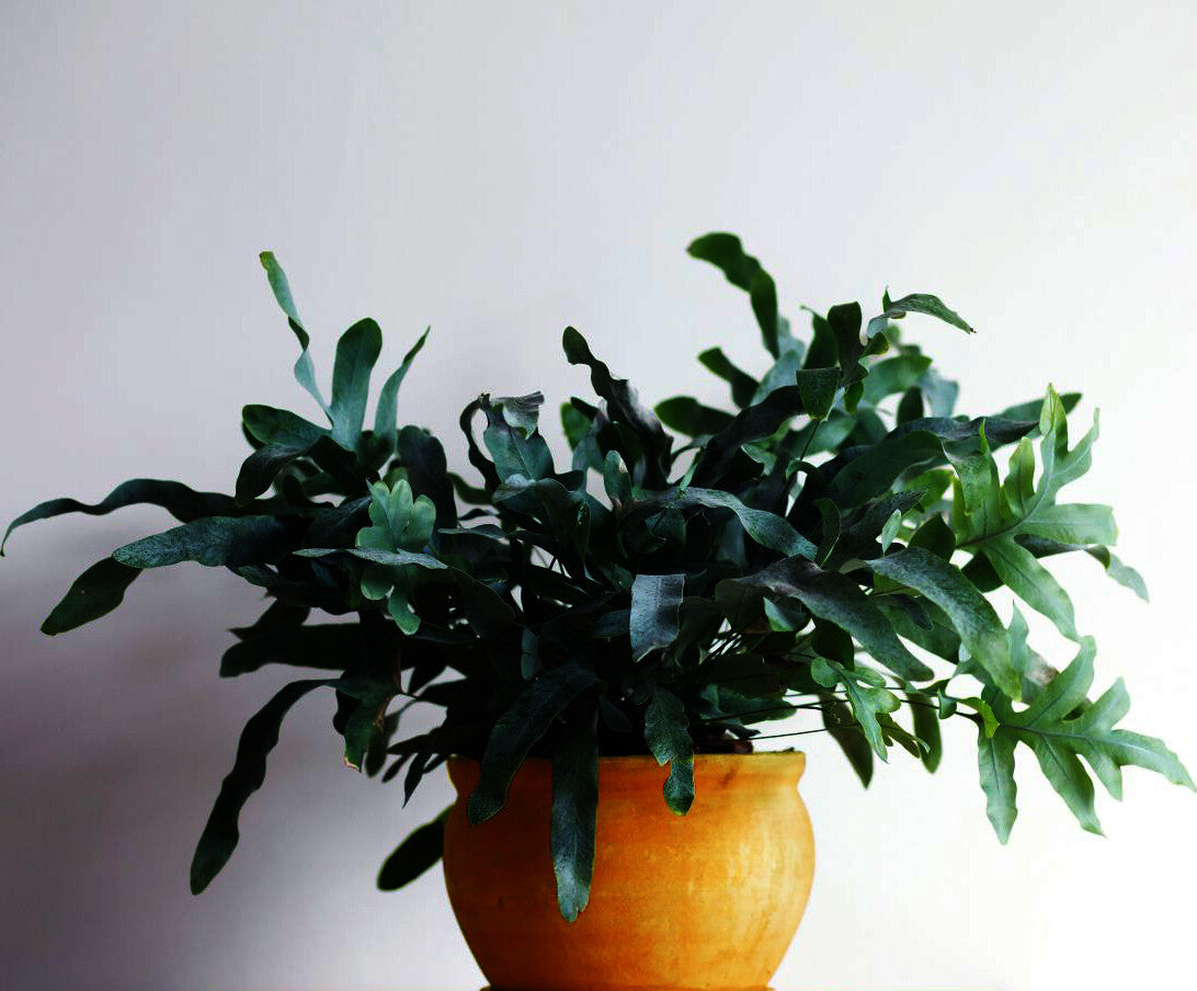 Phlebodium aureum - Blue Star Fern