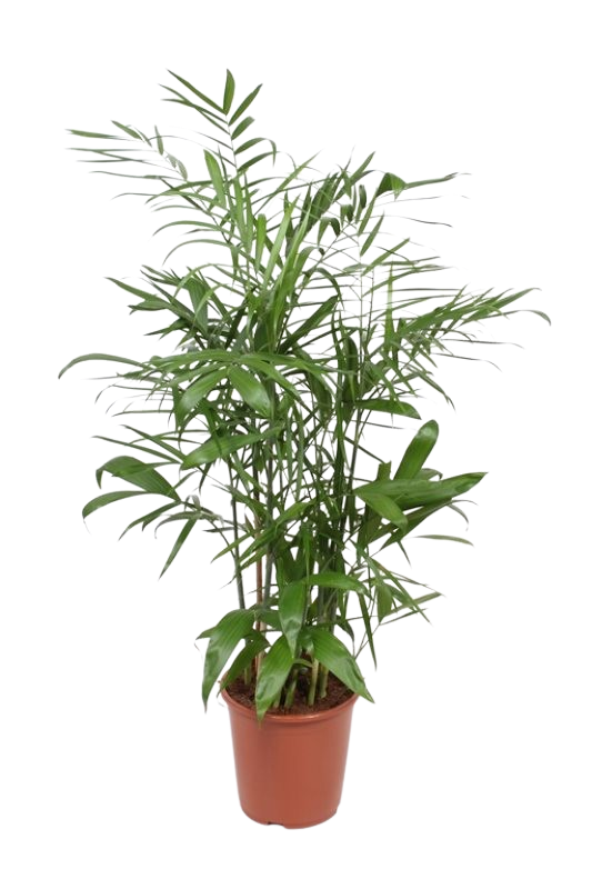 Chamaedorea Serifrizii