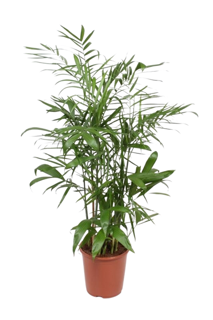 Chamaedorea Serifrizii