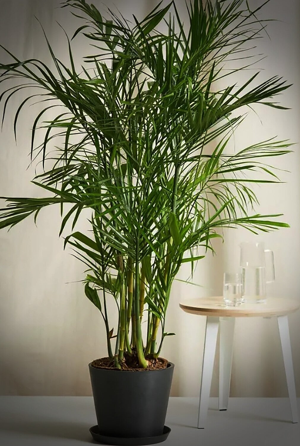 Chamaedorea Serifrizii