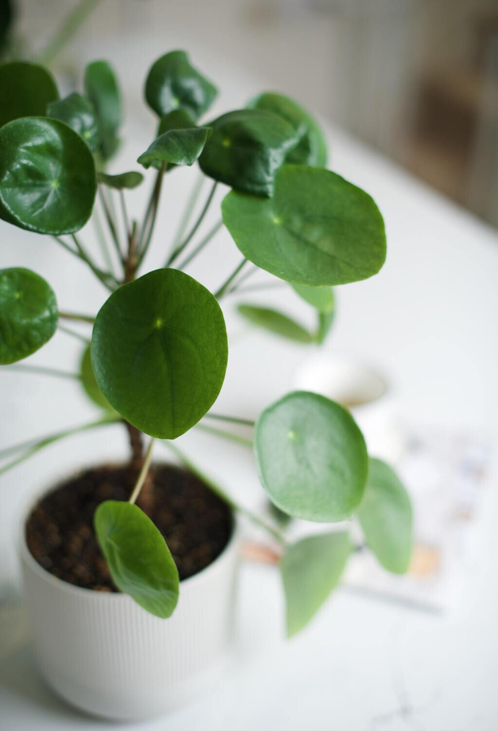 Pilea peperomioides - Chinese Money Plant