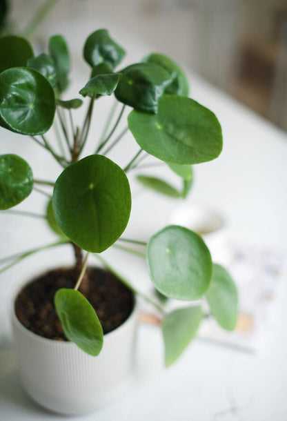 Pilea peperomioides - Chinese Money Plant