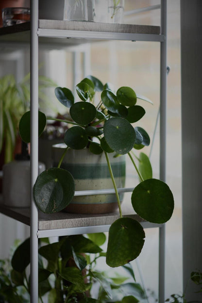 Pilea peperomioides - Chinese Money Plant