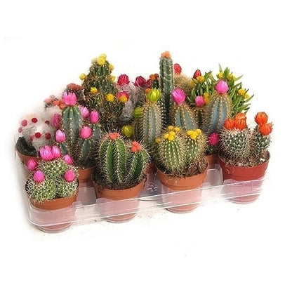 Cactus mix with dry flowers