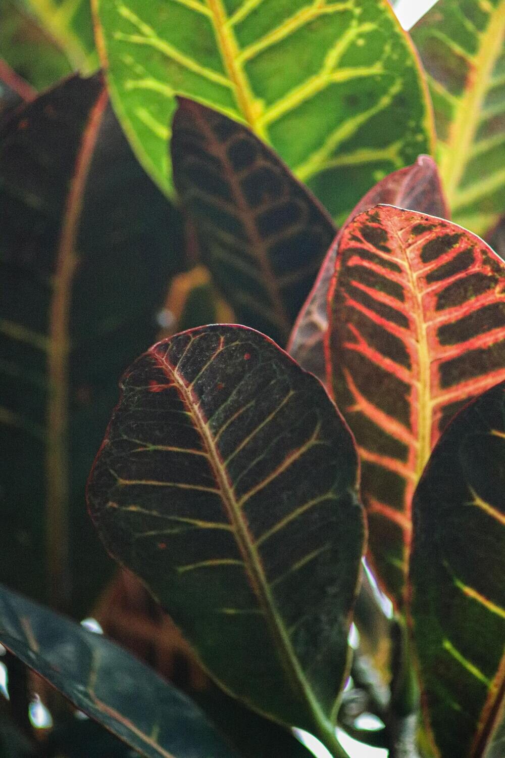 Croton Petra Branched
