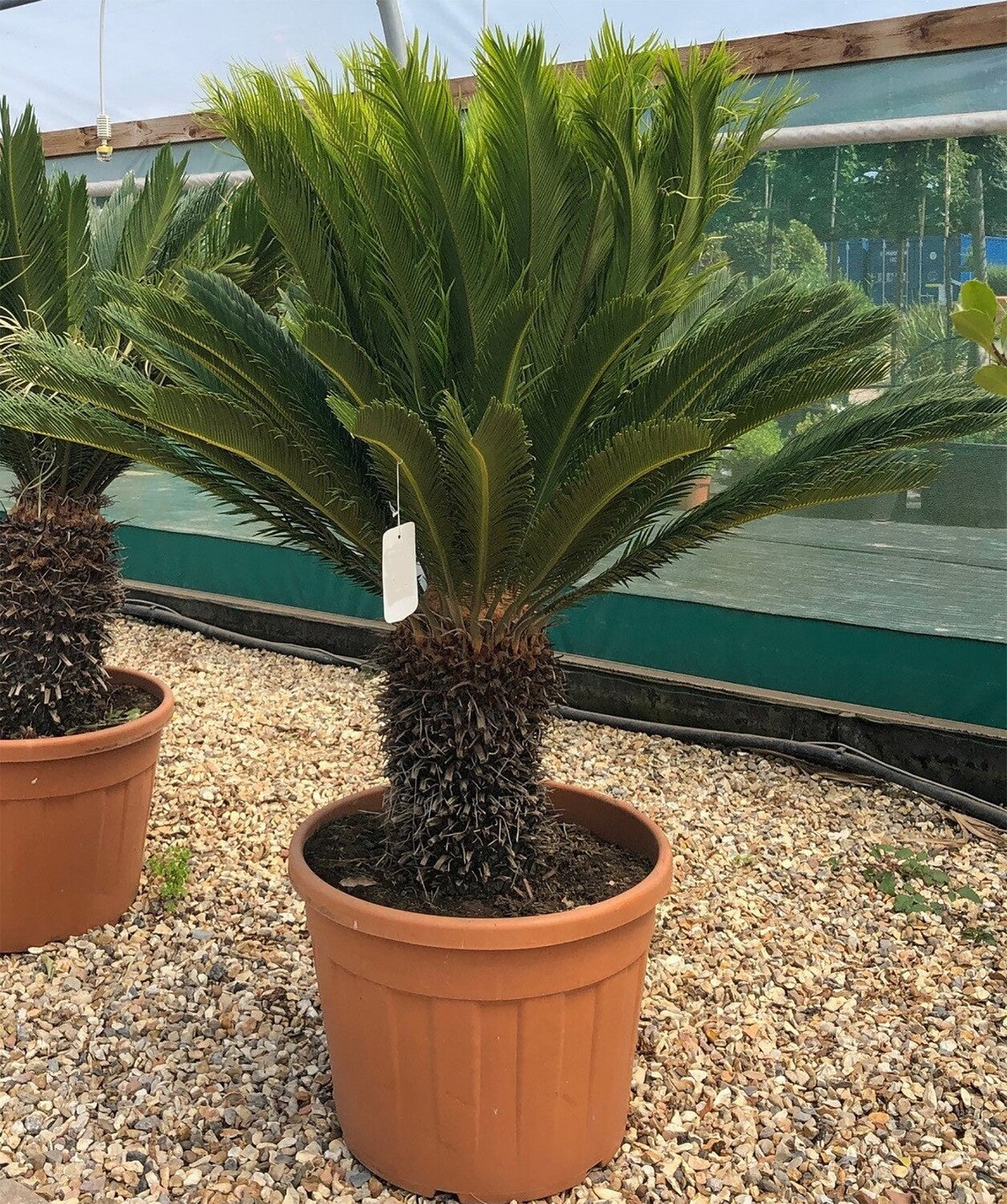 Cycas Revoluta - Sago palm