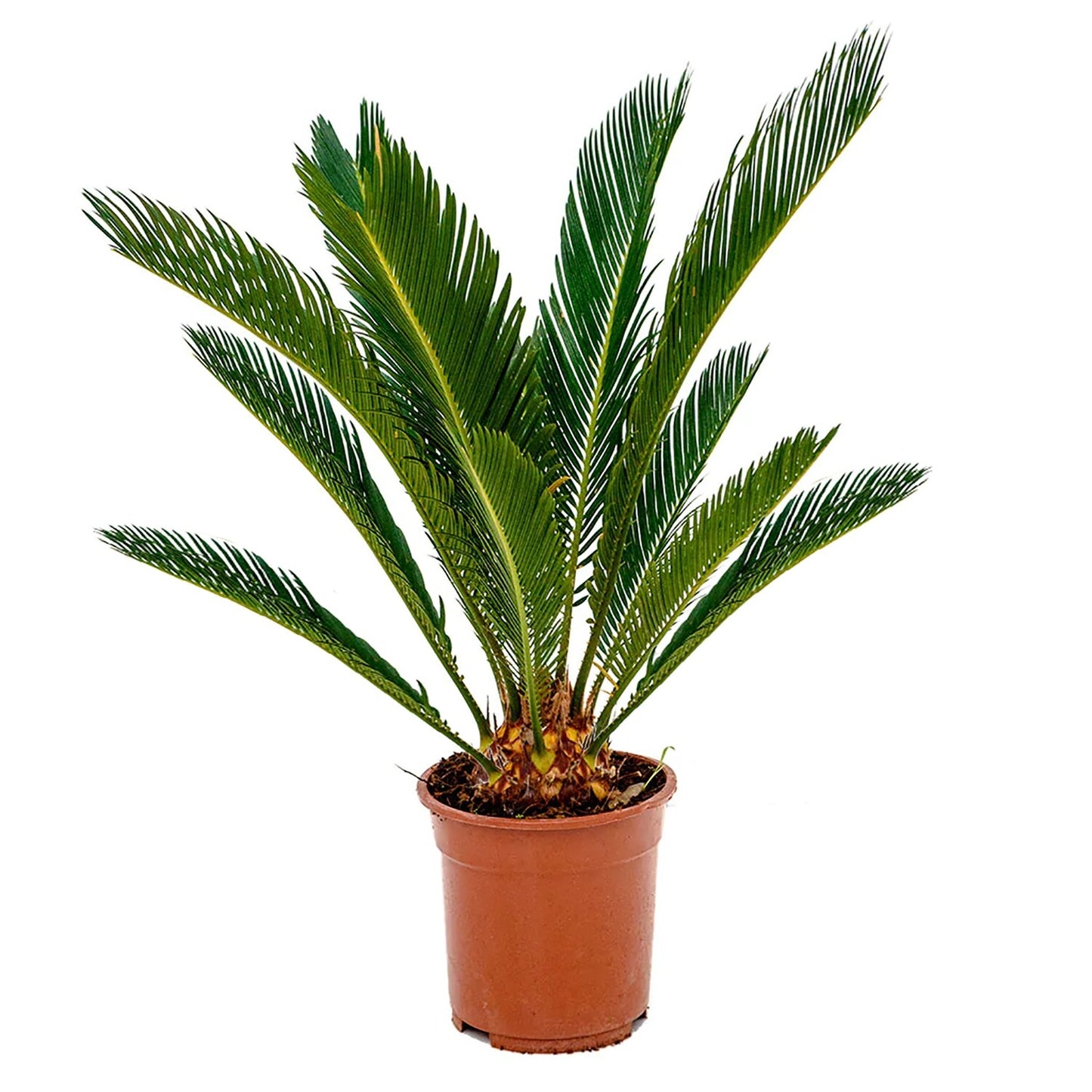 Cycas Revoluta - Sago palm