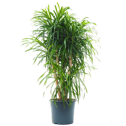 Dracaena Anita