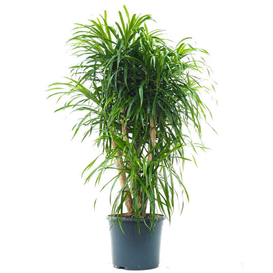 Dracaena Anita