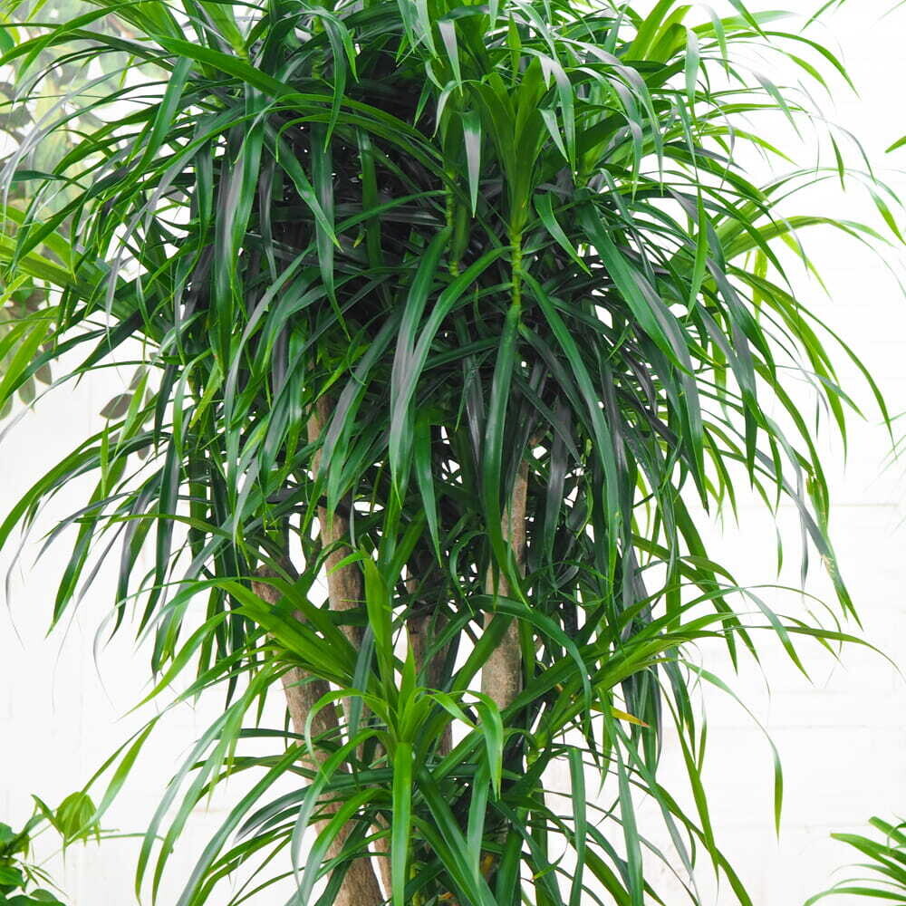 Dracaena Anita