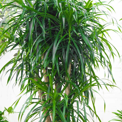 Dracaena Anita