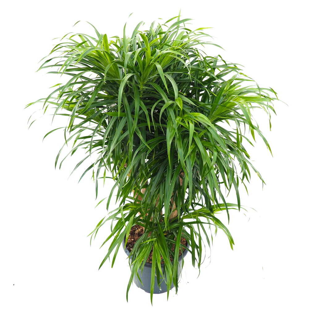 Dracaena Anita