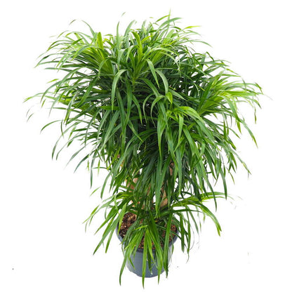 Dracaena Anita