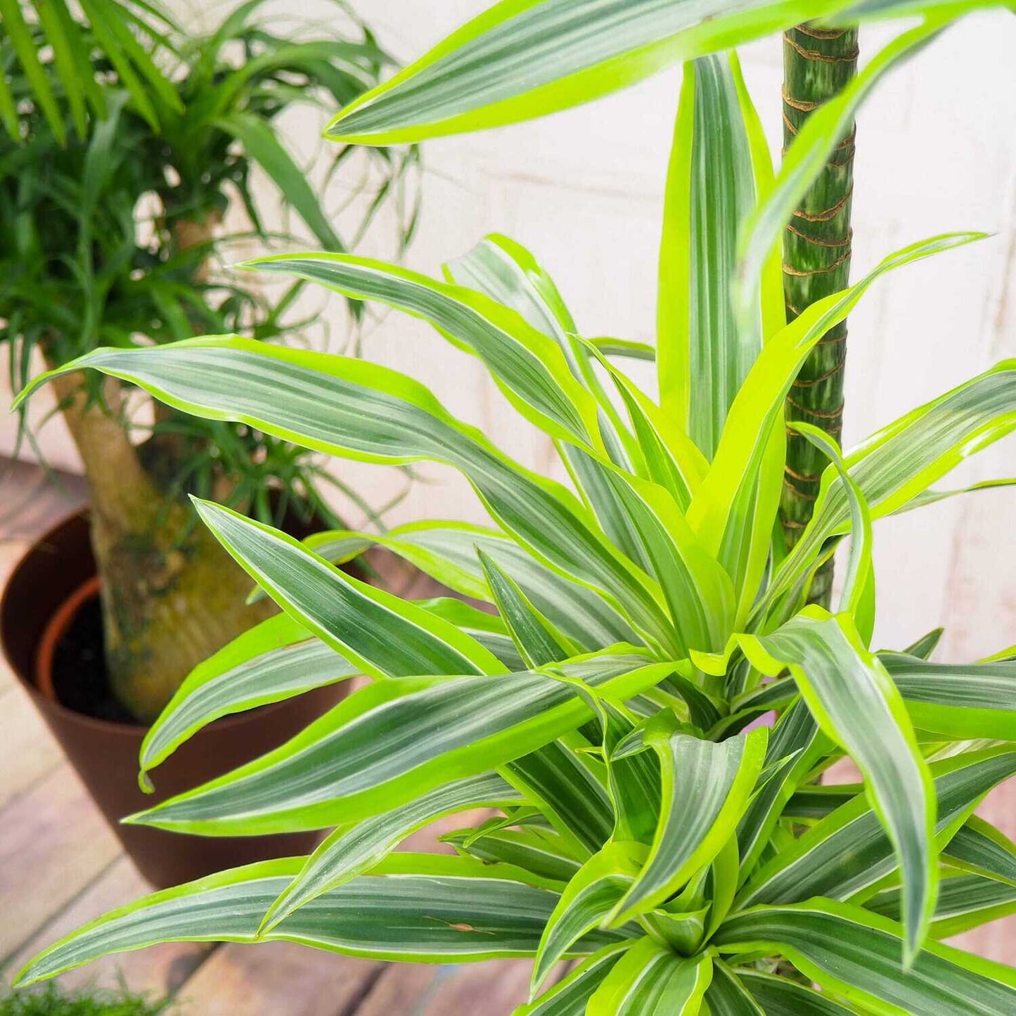 Dracaena Fragrans - Lemon Lime