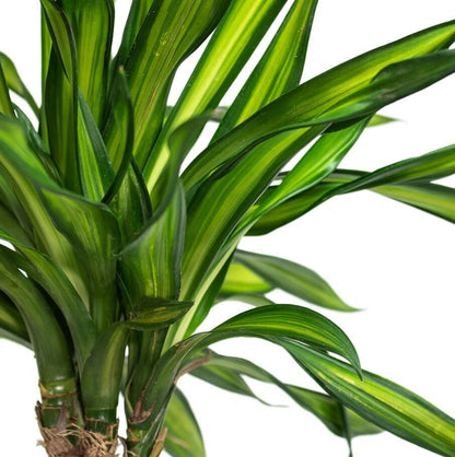 Dracaena Rikki