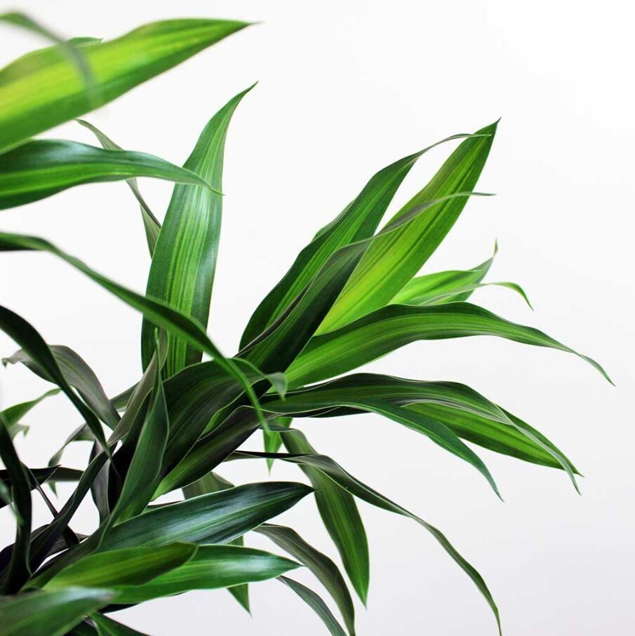 Dracaena Song of Jamaica - Dracaena reflexa