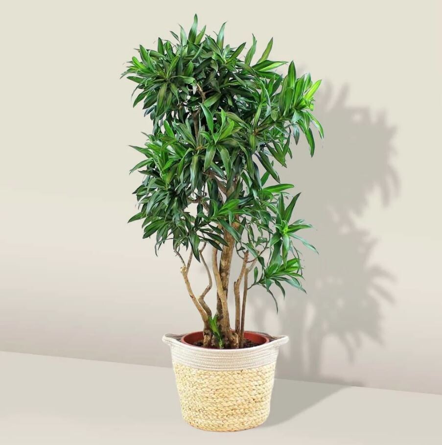 Dracaena Song of Jamaica - Dracaena reflexa