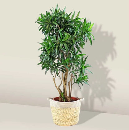 Dracaena Song of Jamaica - Dracaena reflexa