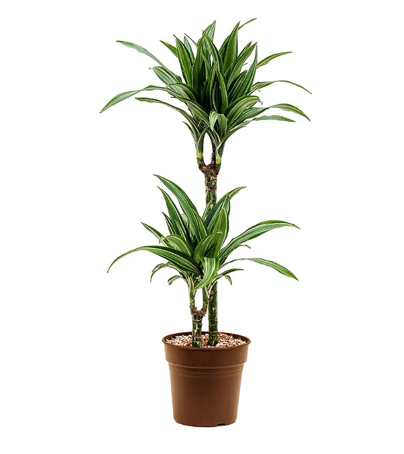 Dracaena White Stripe