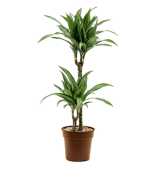 Dracaena White Stripe