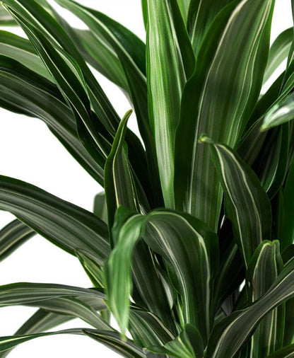 Dracaena White Stripe