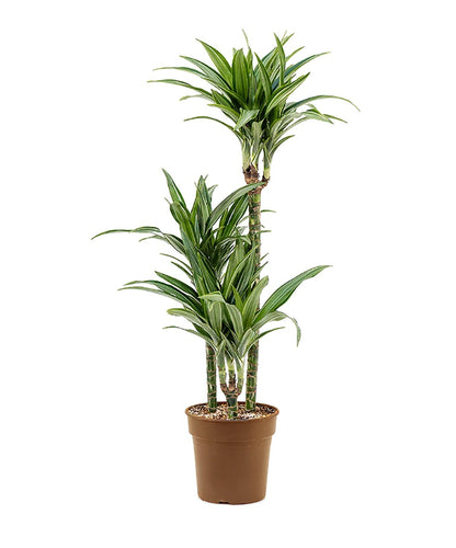 Dracaena White Stripe