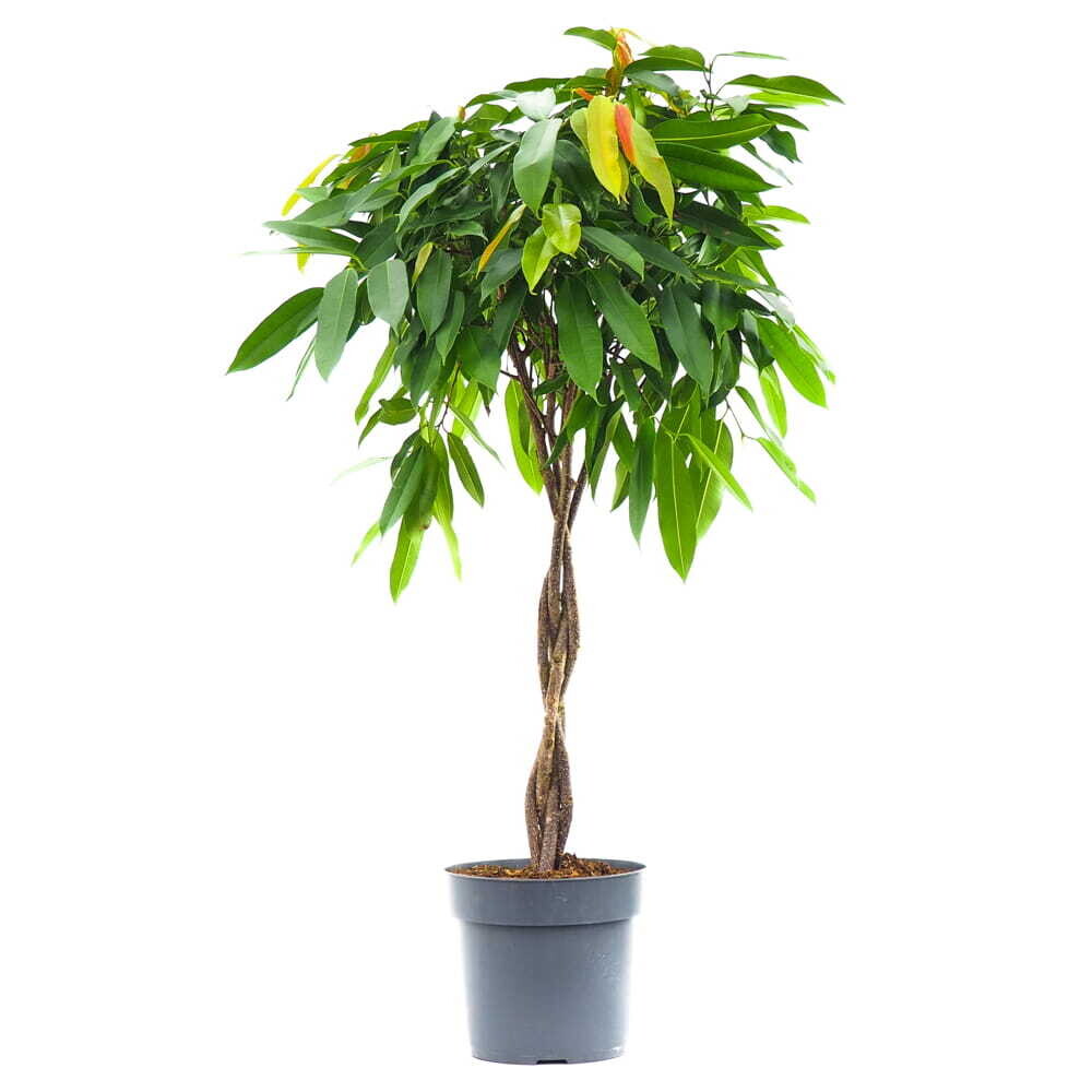 Ficus binnendijkii Amstel king
