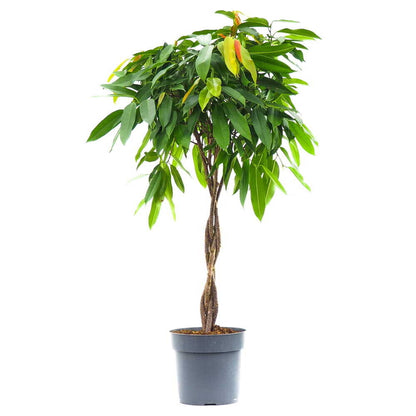Ficus binnendijkii Amstel king