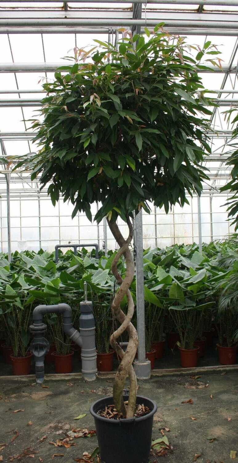 Ficus binnendijkii Amstel king