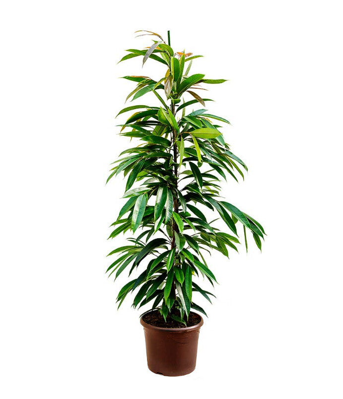 Ficus binnendijkii Amstel king