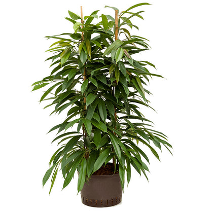 Ficus binnendijkii Amstel king