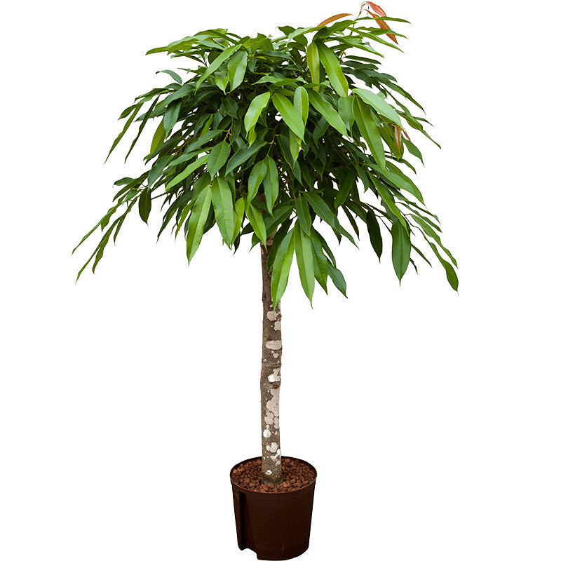 Ficus binnendijkii Amstel king