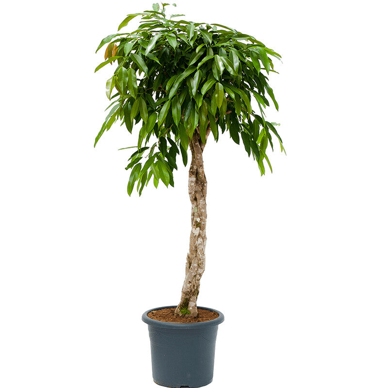 Ficus binnendijkii Amstel king