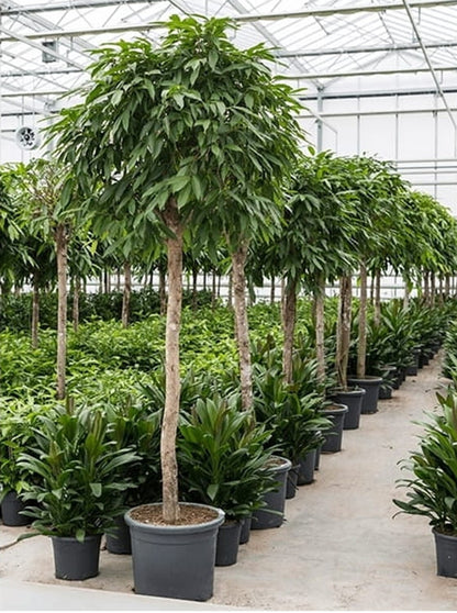 Ficus binnendijkii Amstel king