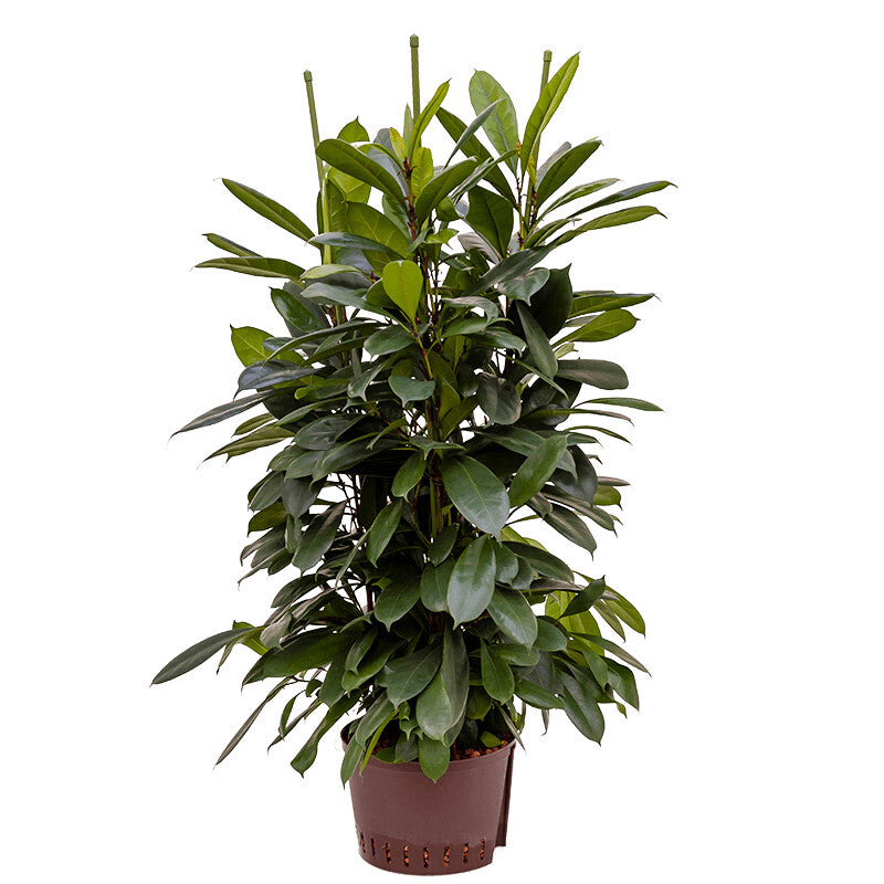 Ficus Cyathistipula African fig tree