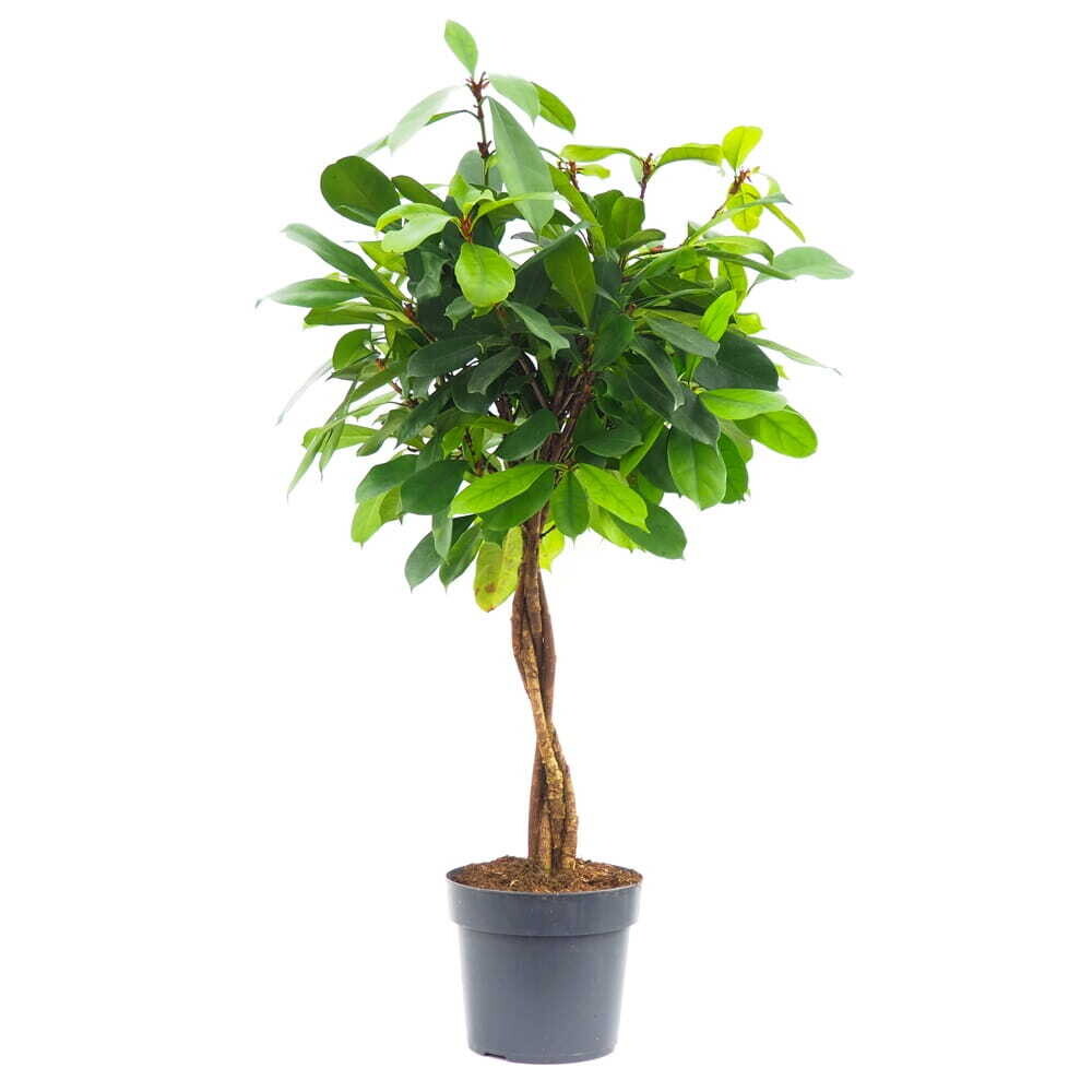 Ficus Cyathistipula African fig tree
