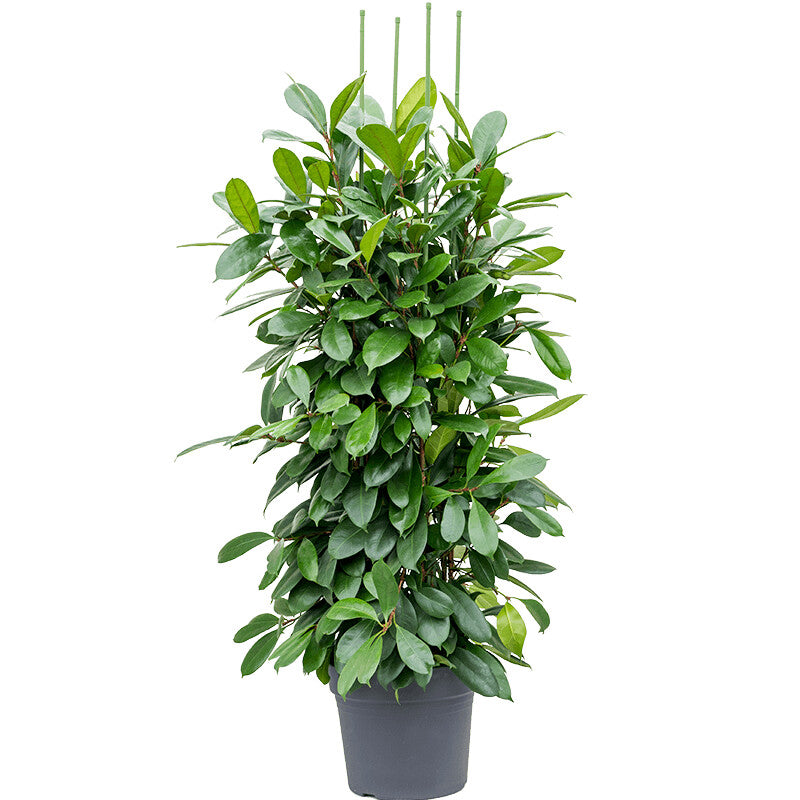 Ficus Cyathistipula African fig tree