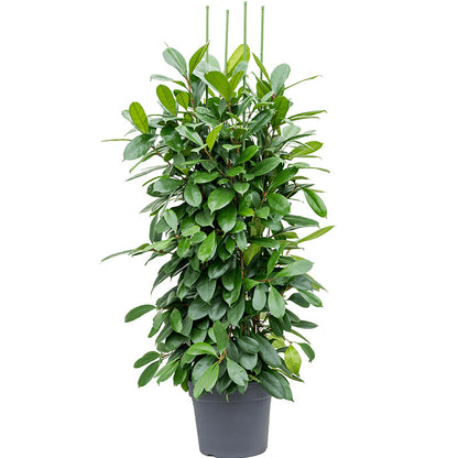 Ficus Cyathistipula African fig tree