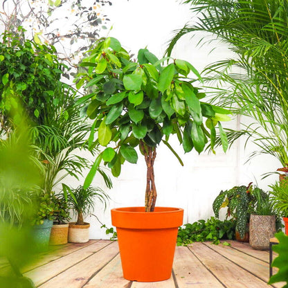 Ficus Cyathistipula African fig tree