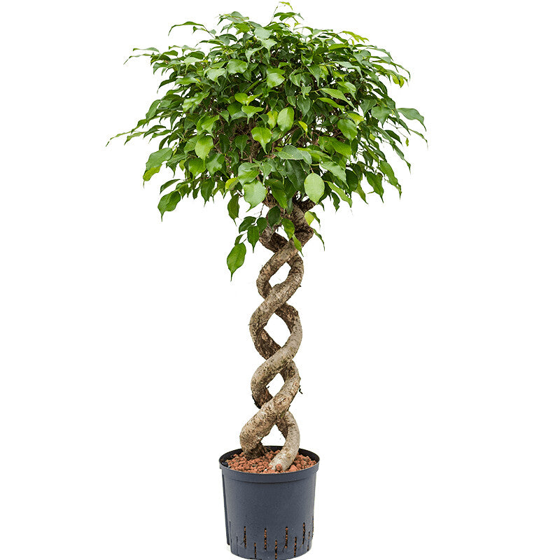 Ficus Benjamina Double Helix